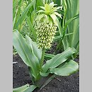 Eucomis (koronówka)