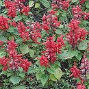 Salvia splendens (szałwia błyszcząca)