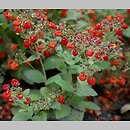 Calceolaria integrifolia (pantofelnik całolistny)