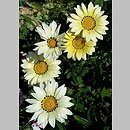 Gazania ×hybrida (gazania lśniąca)