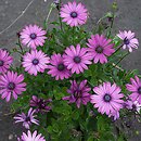 Osteospermum ecklonis (osteospermum)