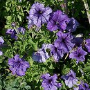 Petunia ×atkinsiana (petunia ogrodowa)