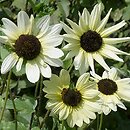 Helianthus debilis ssp. cucumerifolius (słonecznik ogórkolistny)