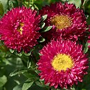 Callistephus chinensis (aster chiński)