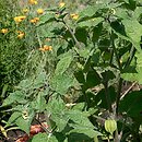 Physalis peruviana (miechunka peruwiańska)