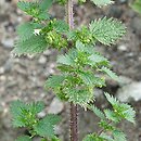 Urtica urens (pokrzywa żegawka)