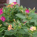 Mirabilis jalapa (dziwaczek Jalapa)