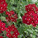 Verbena ×hybrida (werbena ogrodowa)