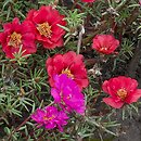 Portulaca grandiflora (portulaka wielkokwiatowa)