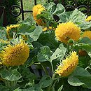 Helianthus annuus (słonecznik zwyczajny)