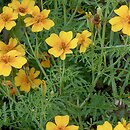 Tagetes tenuifolia (aksamitka wąskolistna)