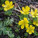 Eranthis hyemalis (rannik zimowy)