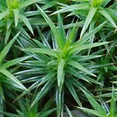 Polytrichum juniperinum (płonnik jałowcowaty)