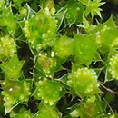 Bryum bicolor (prątnik dwubarwny)