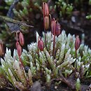 Bryum argenteum (prątnik srebrzysty)