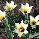 Tulipa (tulipan)