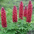 Lupinus hybridus Gallery Red