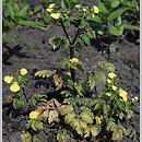 Calceolaria mexicana (pantofelnik meksykański)