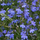 Lobelia erinus (lobelia przylądkowa)