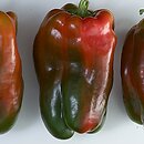 Capsicum annuum (papryka roczna)