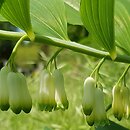 Polygonatum multiflorum (kokoryczka wielokwiatowa)