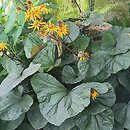 Ligularia dentata (języczka pomarańczowa)