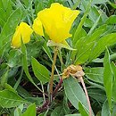 Oenothera macrocarpa (wiesiołek ozdobny)