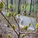 Fothergilla ×intermedia (fotergilla pośrednia)