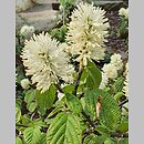 Fothergilla major (fotergilla większa)