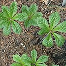 Rodgersia Irish Bronze