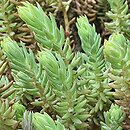 Petrosedum ochroleucum (rozchodnik żółtawy)