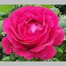 Rosa hort. Victor Verdier