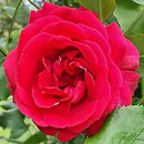 Rosa hort. Paul's Scarlet Climber