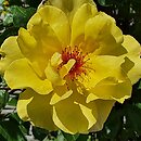 Rosa hort. Golden Spray