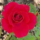 Rosa hort. Ruby Ruby