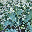 Crambe maritima (modrak morski)