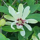 Calycanthus White Dress