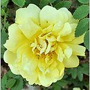 Rosa hort. Harison's Yellow