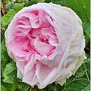 Rosa hort. Mme Louis Leveque