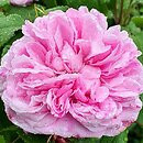 Rosa hort. Blanche Moreau