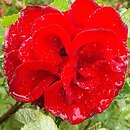 Rosa hort. Roter Korsar