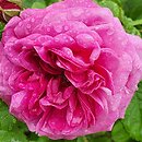 Rosa hort. Petite de Hollande