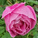 Rosa hort. Reine Victoria