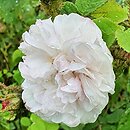 Rosa hort. Shailer's White Moss