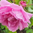 Rosa hort. Malvina