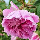 Rosa hort. Blush Damasc