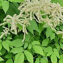 Aruncus asiaticus