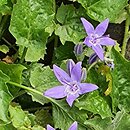 Campanula portenschlagiana (dzwonek dalmatyński)