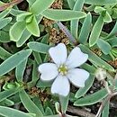 Gypsophila repens (łyszczec rozesłany)