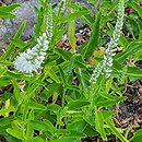 Veronica longifolia ssp. maritimum Schneeriesin